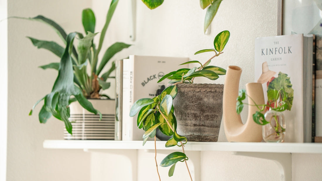 Various houseplants on a shelf with books.