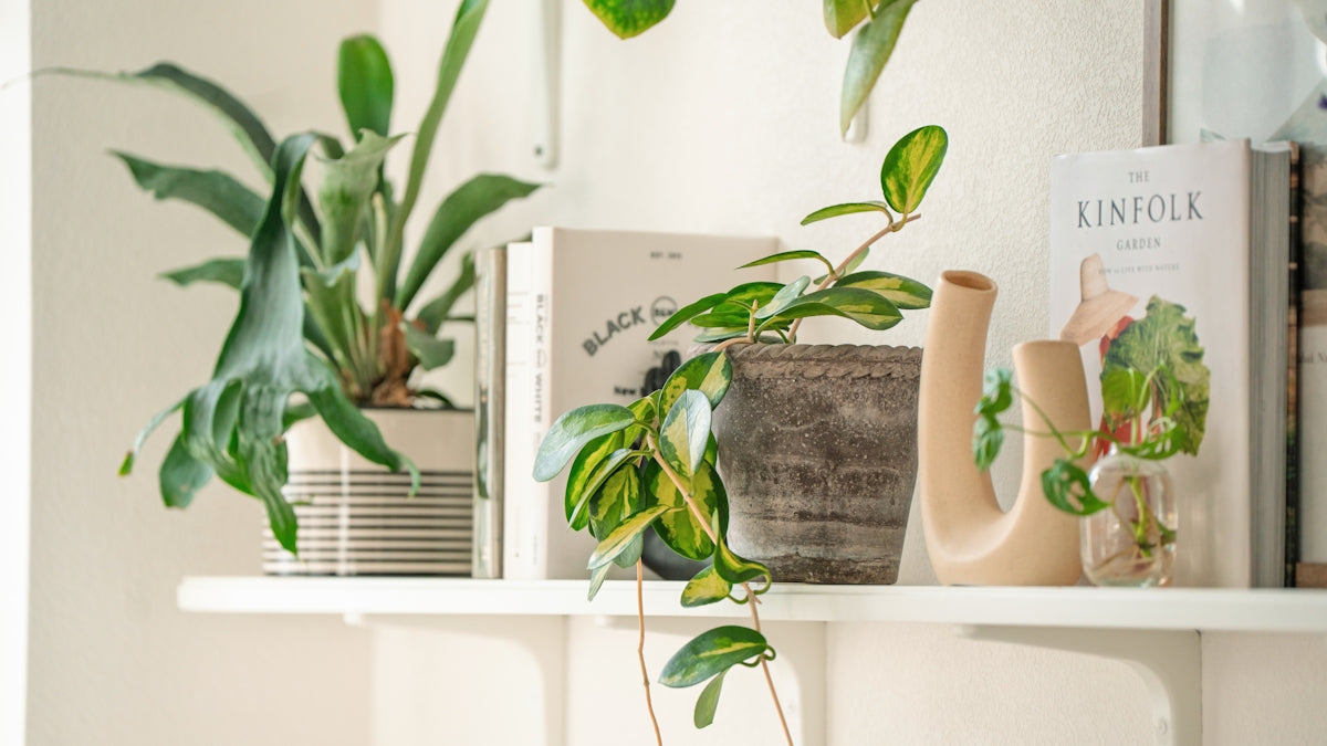 Various houseplants on a shelf with books.