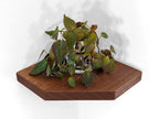 Floating Corner Shelf with Straight Edge in Oak