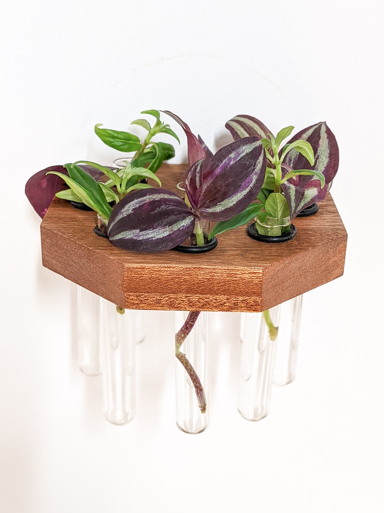 Octagon Propagation Station Shelf for Plant Cuttings
