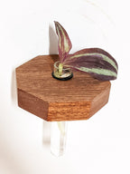 Octagon Propagation Station Shelf for Plant Cuttings