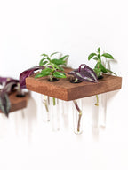 Propagation Shelf Set for Plant Cuttings