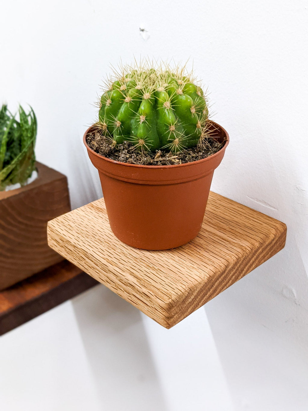 Small Square Display Shelf in Oak